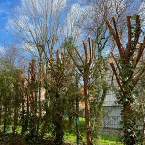 Entreprise d'élagage et d’abattage à Ecouen (95440) -  Envoyer du Bois dans le Val d'Oise (95)