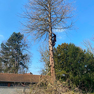 Entreprise d'élagage et d’abattage à Ecouen (95440) -  Envoyer du Bois dans le Val d'Oise (95)