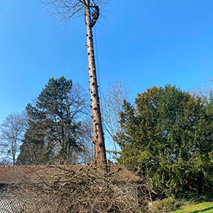 Entreprise d'élagage et d’abattage à Ecouen (95440) -  Envoyer du Bois dans le Val d'Oise (95)