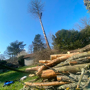 Entreprise d'élagage et d’abattage à Ecouen (95440) -  Envoyer du Bois dans le Val d'Oise (95)