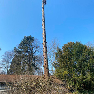 Entreprise d'élagage et d’abattage à Ecouen (95440) -  Envoyer du Bois dans le Val d'Oise (95)