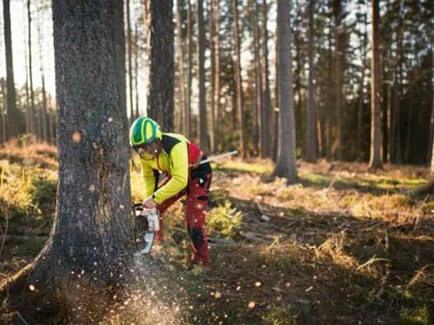 Abattage d’Arbres à Ecouen (95440) - Envoyer du Bois dans le Val d'Oise (95) Abattage d’Arbres à Ecouen (95440) - Envoyer du Bois dans le Val d'Oise (95)