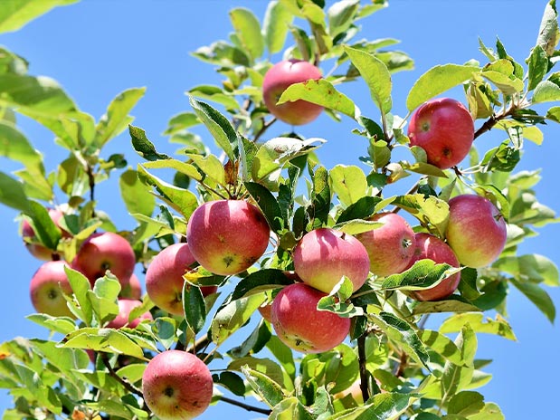 Tailles d’arbres fruitiers à  Ecouen (95440) - Envoyer du Bois dans le Val d'Oise (95)