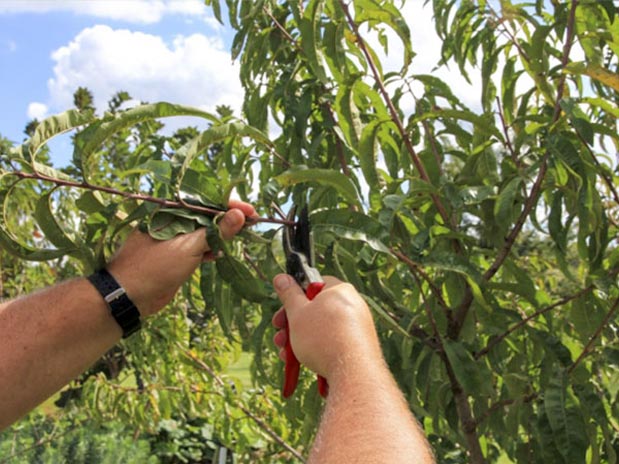 Tailles d’arbres fruitiers à Ecouen (95440) - Envoyer du Bois dans le Val d'Oise (95) Tailles d’arbres fruitiers à Ecouen (95440) - Envoyer du Bois dans le Val d'Oise (95)