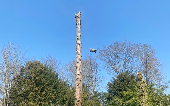 Abattage d’Arbres à  Ecouen (95440) -  Envoyer du Bois dans le Val d'Oise (95)