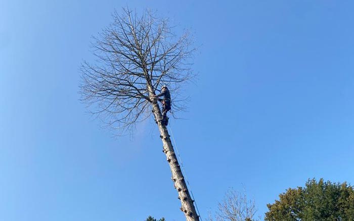 Élagage à Ecouen (95440) - Envoyer du Bois dans le Val d'Oise (95)