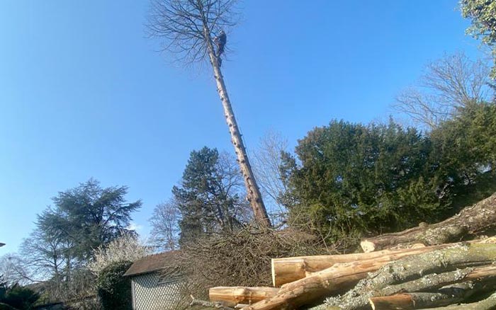 Élagage  à Ezanville (95460) - Envoyer du Bois dans le Val d'Oise (95)