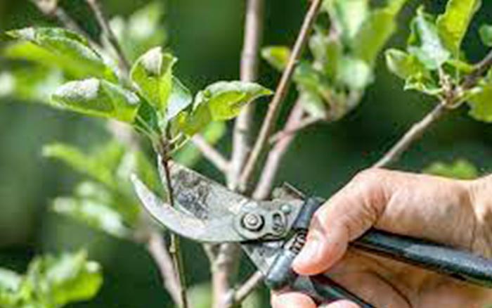 Tailles d’arbres fruitiers à  Ecouen (95440) - Envoyer du Bois dans le Val d'Oise (95) 